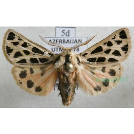 Chelis reticulata (Christoph, 1887) male Azerbaijan5d